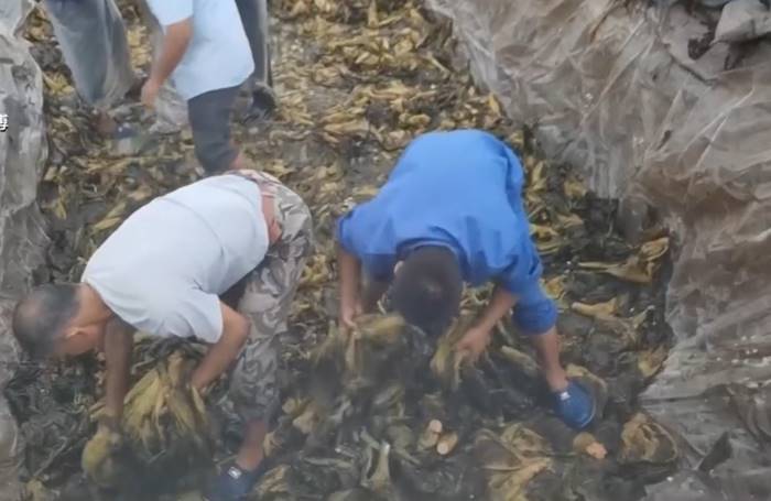 ผักกาดดอง