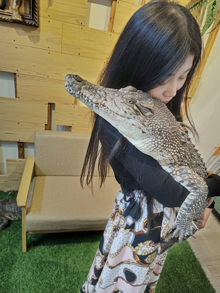 เลี้ยงจระเข้