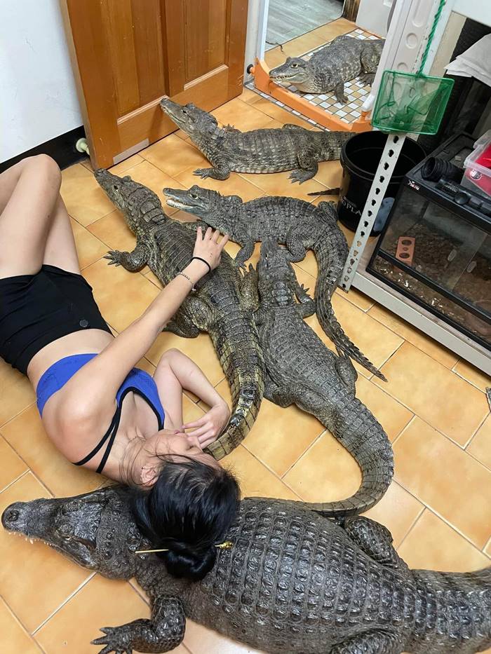 เลี้ยงจระเข้