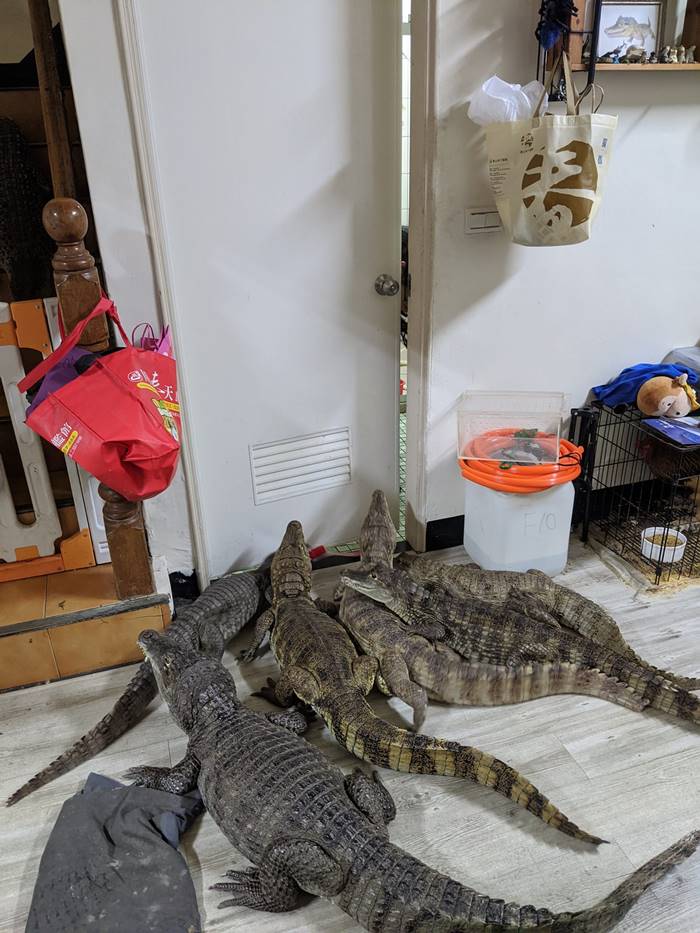 เลี้ยงจระเข้