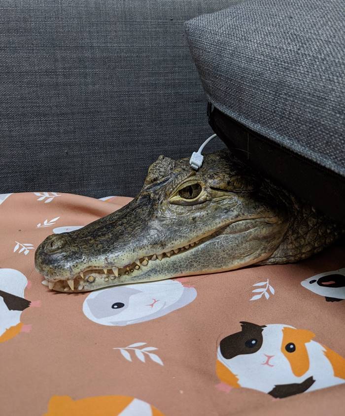 เลี้ยงจระเข้