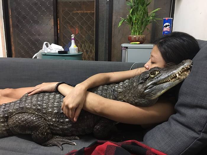 เลี้ยงจระเข้