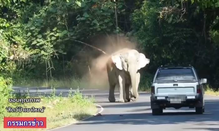 ช้างเขาใหญ่