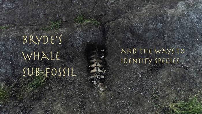 ซากดึกดำบรรพ์