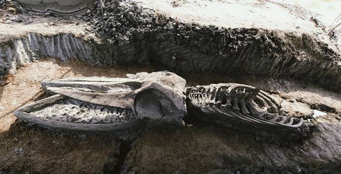 ซากดึกดำบรรพ์