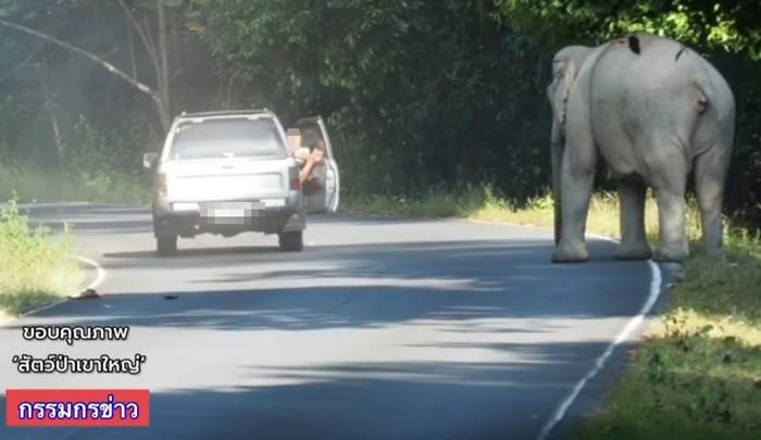 ช้างเขาใหญ่