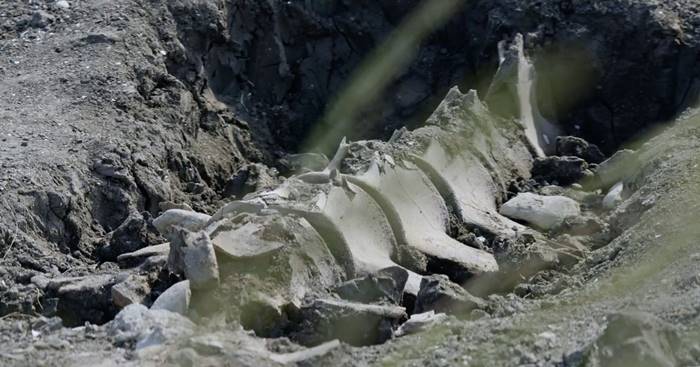 ซากดึกดำบรรพ์