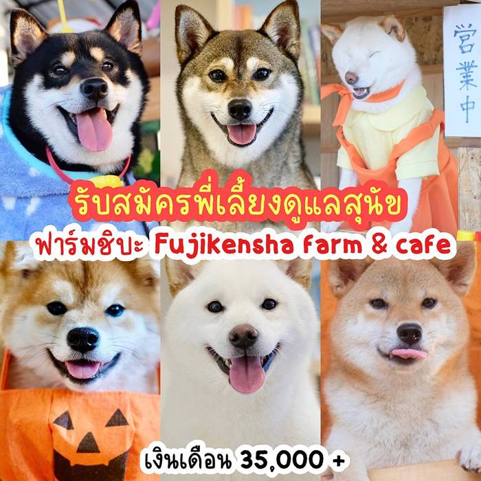 หมาชิบะ