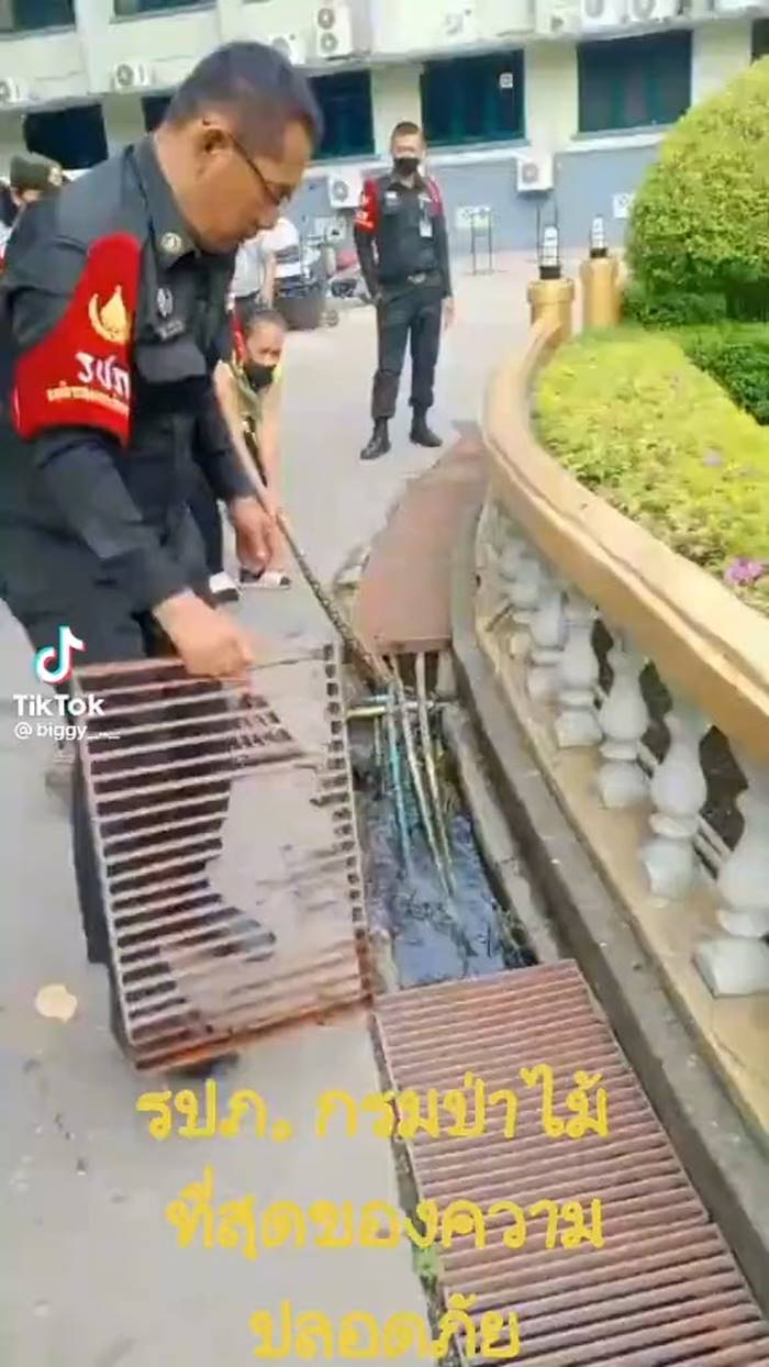 จับงูเหลือม