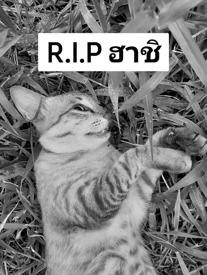 พ่อทำแมวตาย