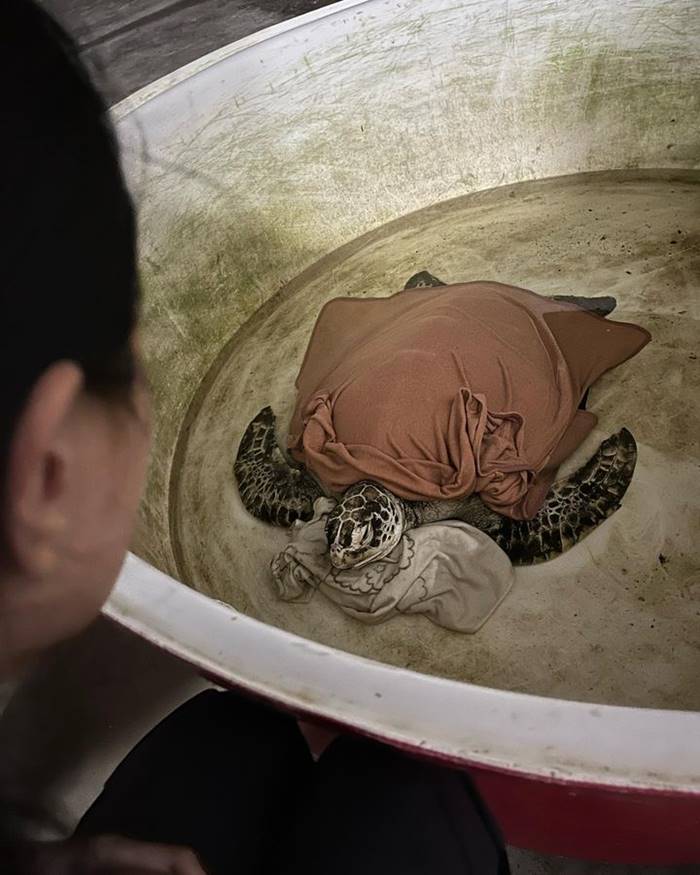 เต่าทะเล