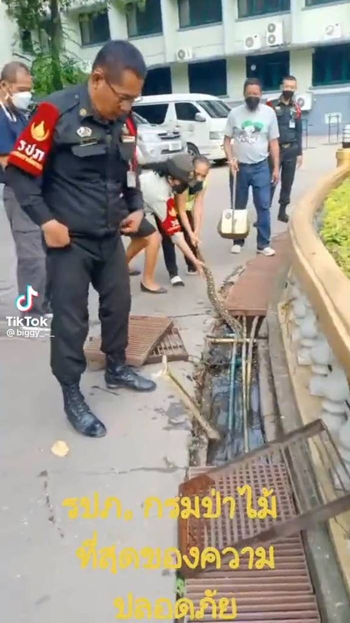 จับงูเหลือม