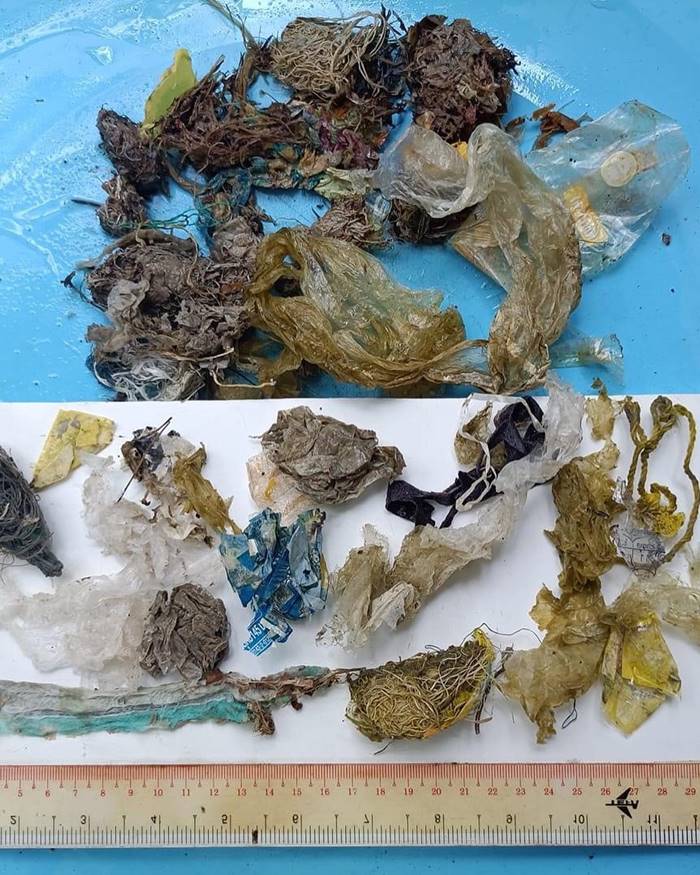 เต่าทะเล