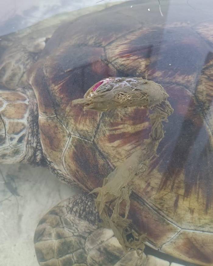 เต่าทะเล