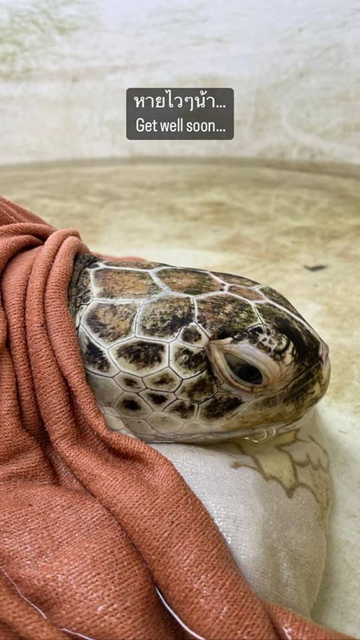 เต่าทะเล