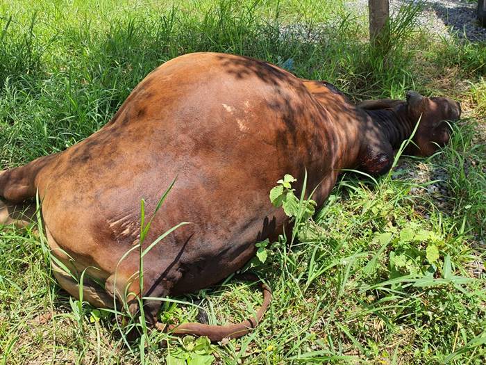 หยอง ลูกหยี