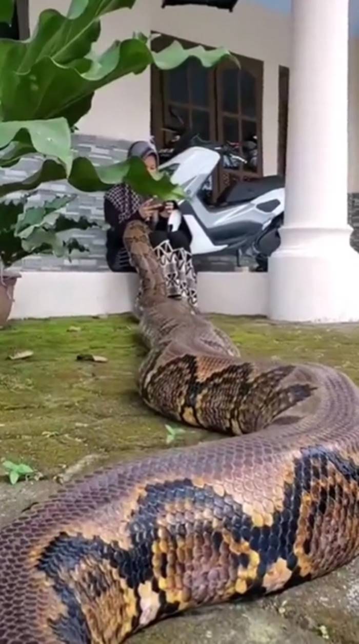 งูเหลือมยักษ์