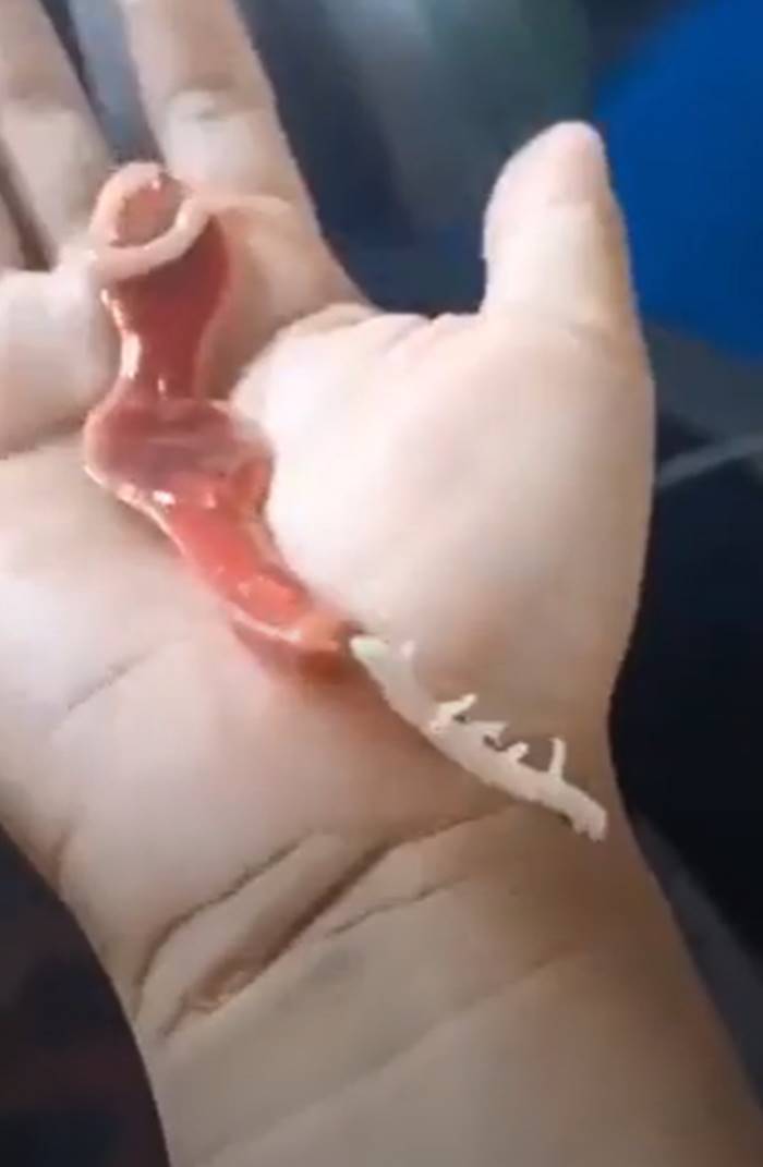 สัตว์ประหลาด