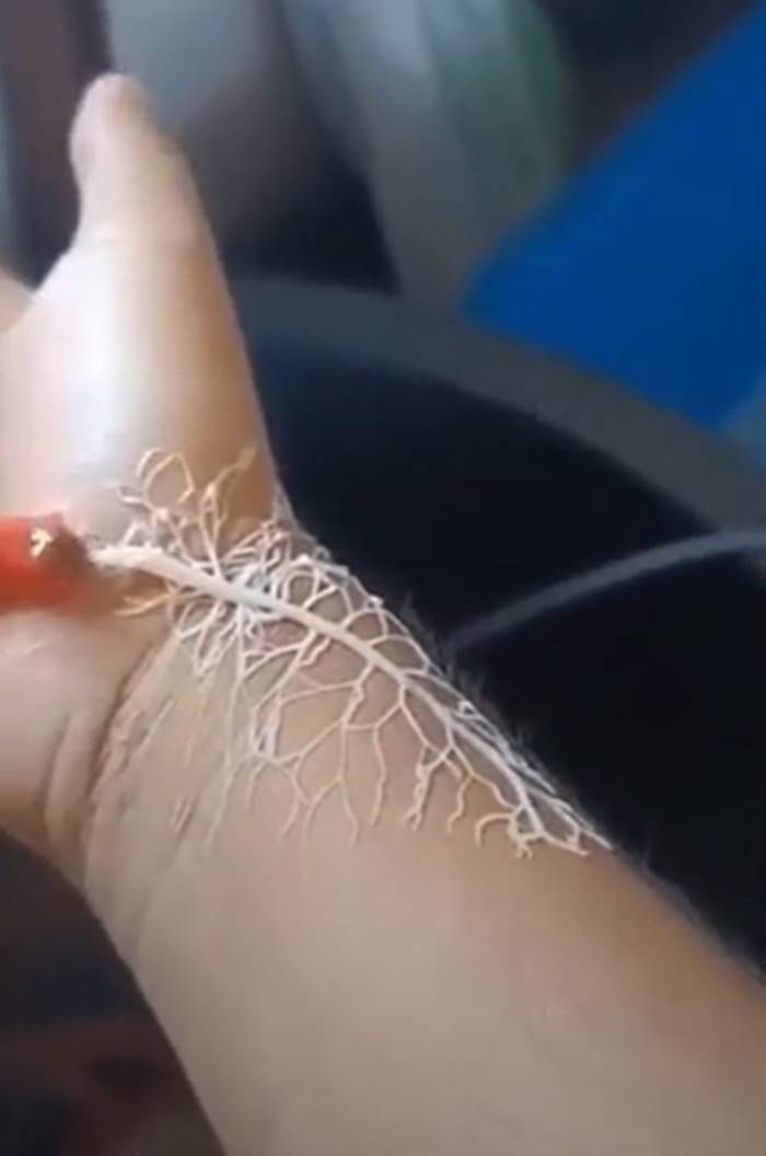 สัตว์ประหลาด