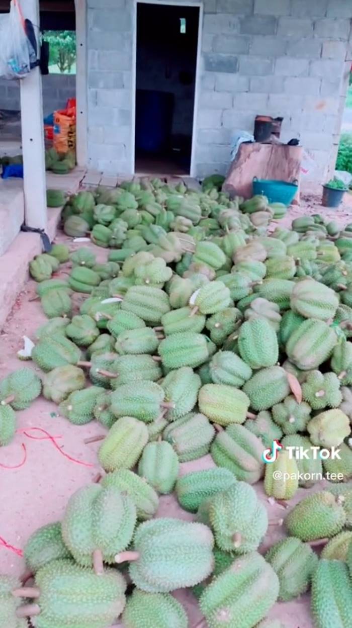 ทุเรียน