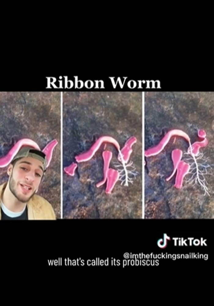 สัตว์ประหลาด