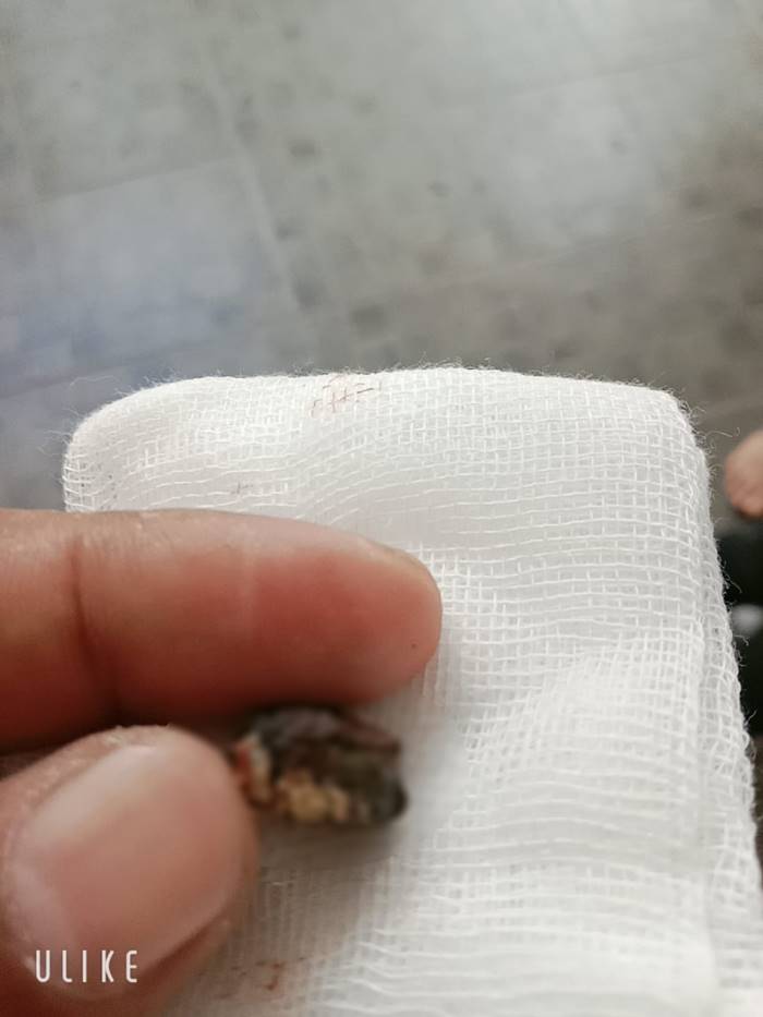 ถ่านของเล่น