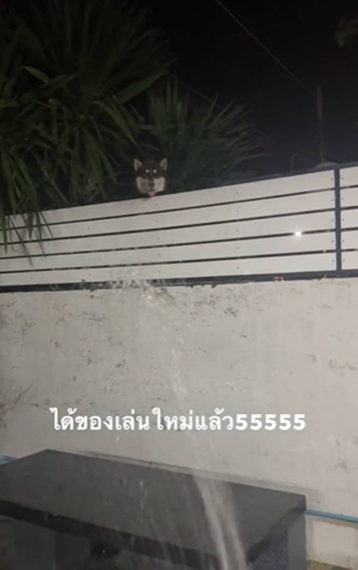 รดน้ำต้นไม้