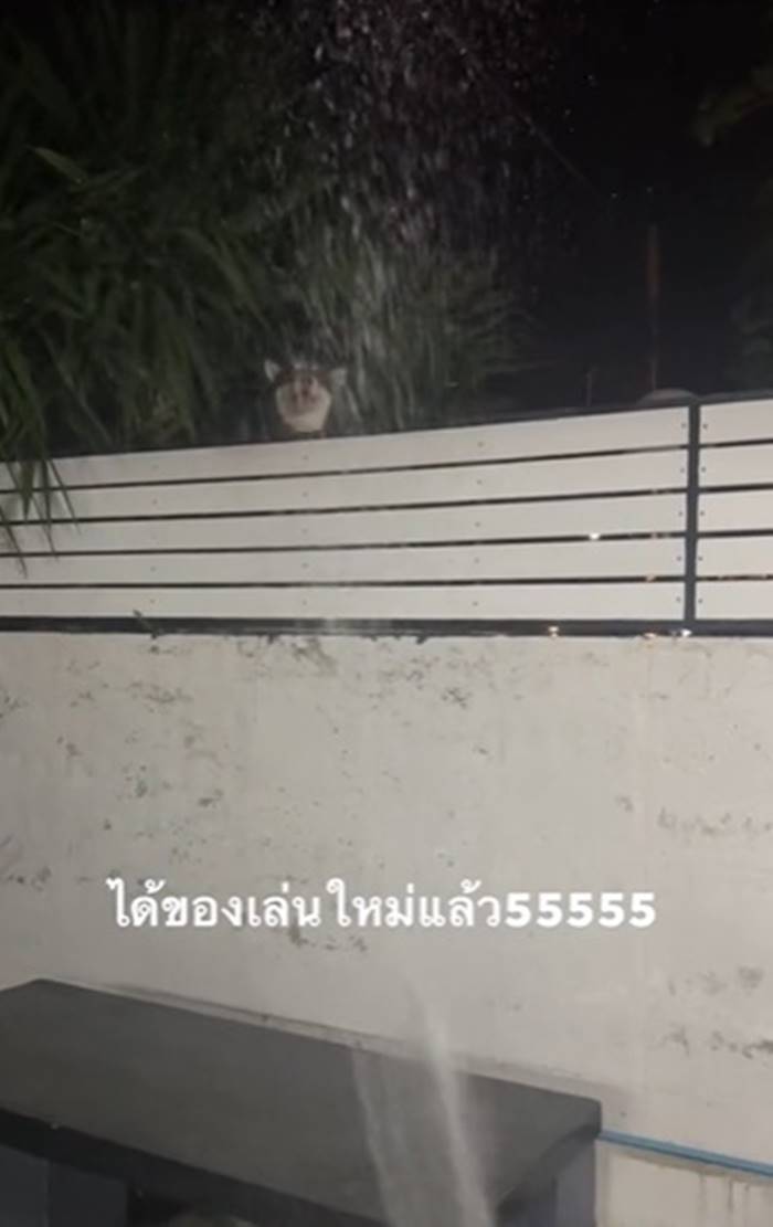 รดน้ำต้นไม้