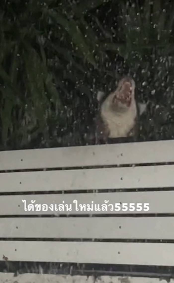 รดน้ำต้นไม้