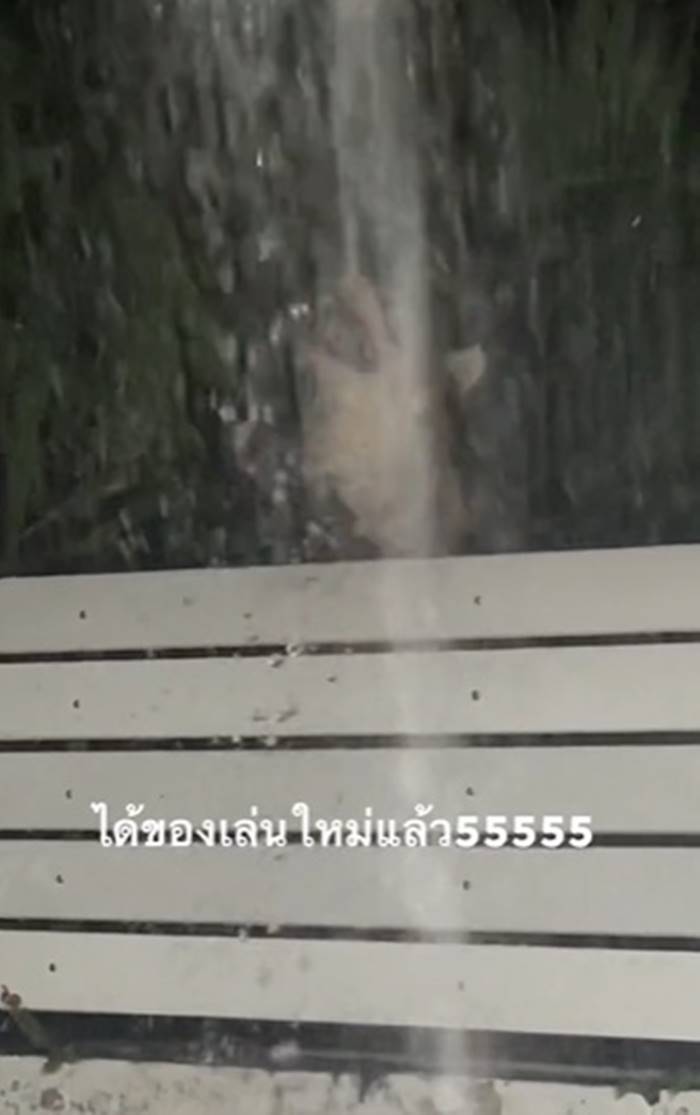 รดน้ำต้นไม้