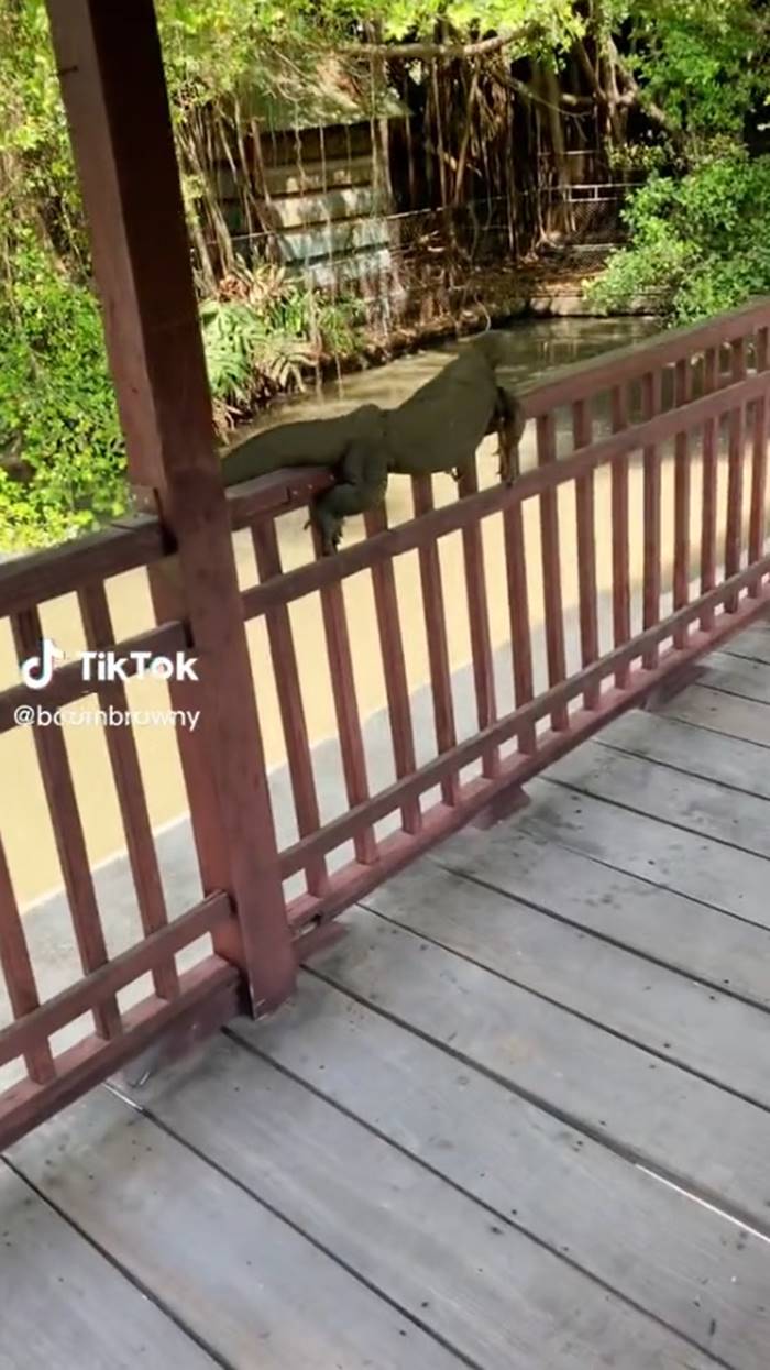 จระเข้, ตัวเงินตัวทอง