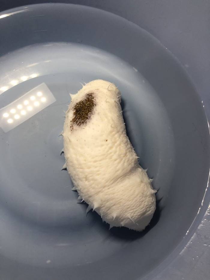 ปลิงทะเล