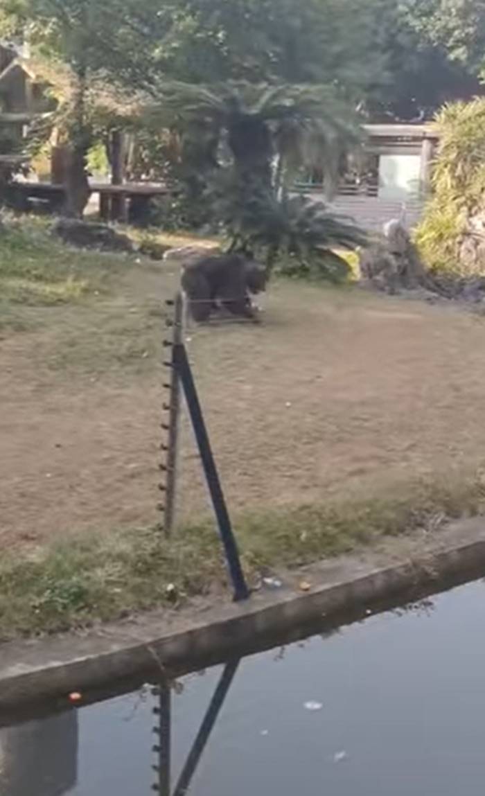 ทำร้ายสัตว์