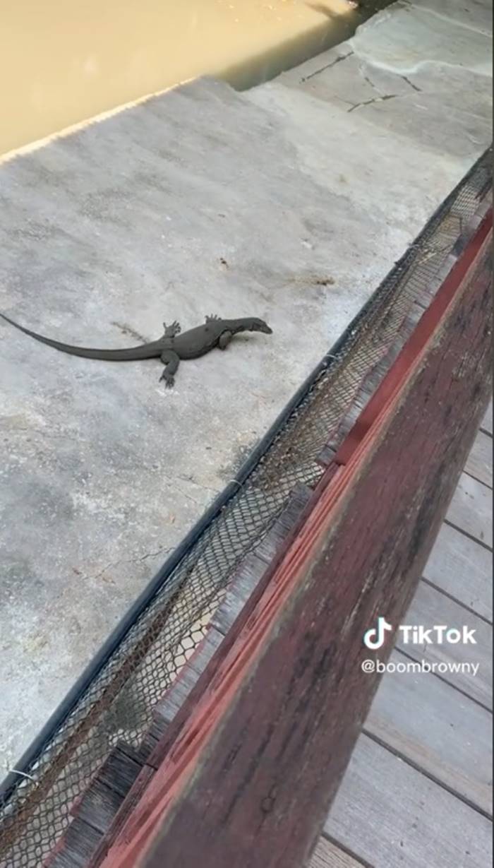 จระเข้, ตัวเงินตัวทอง