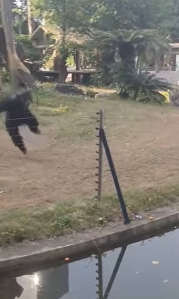 ทำร้ายสัตว์