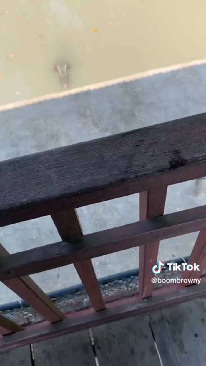 จระเข้, ตัวเงินตัวทอง