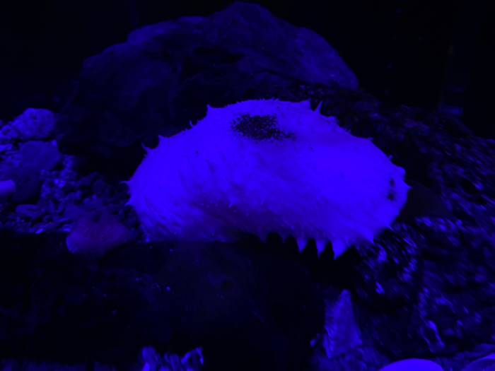 ปลิงทะเล