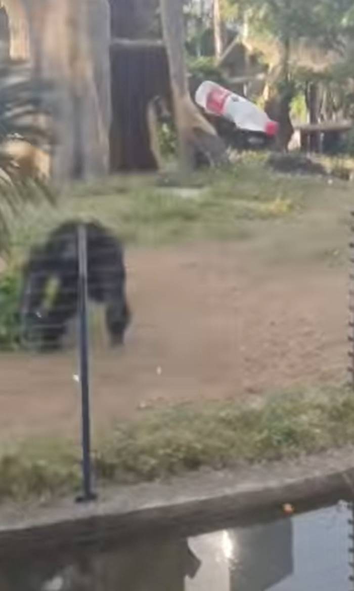 ทำร้ายสัตว์