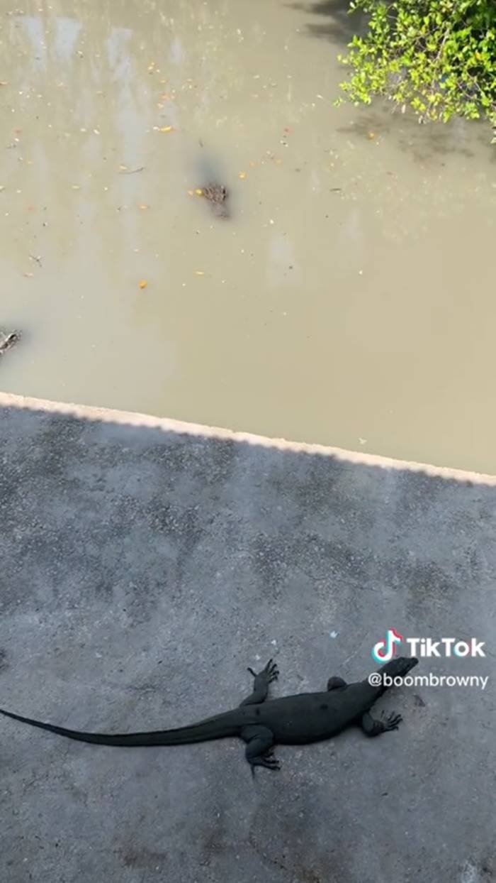 จระเข้, ตัวเงินตัวทอง