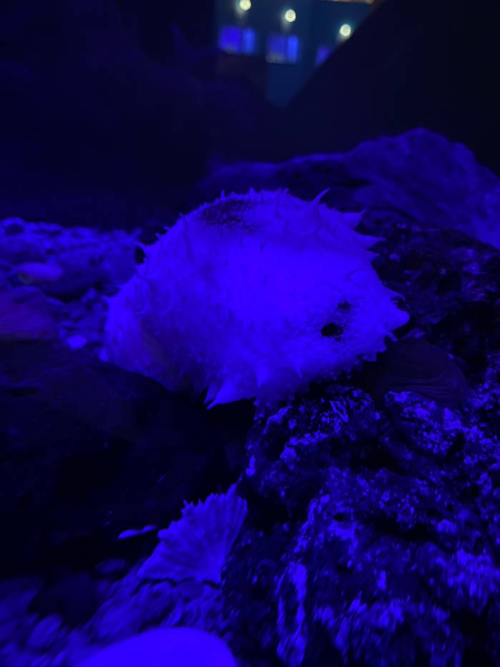 ปลิงทะเล