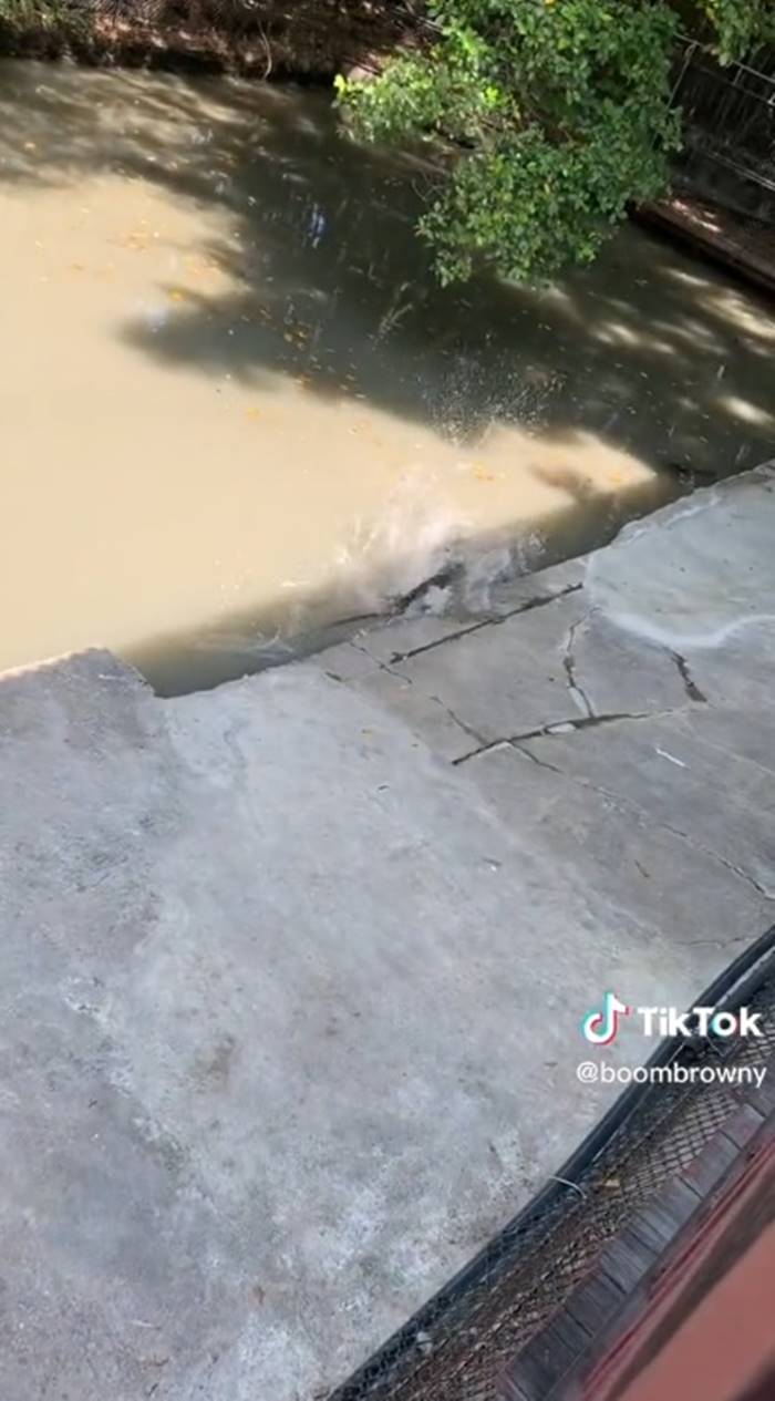 จระเข้, ตัวเงินตัวทอง