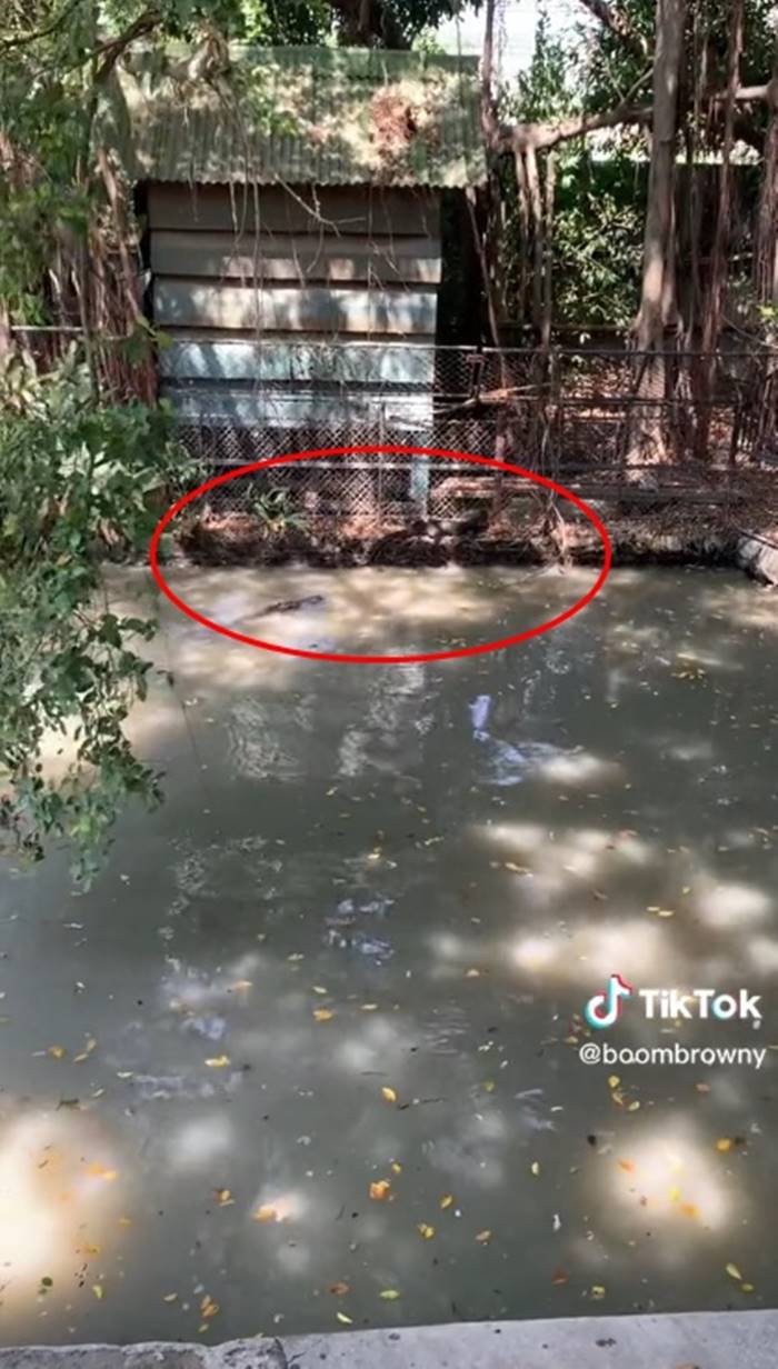 จระเข้, ตัวเงินตัวทอง