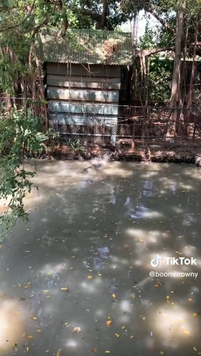 จระเข้, ตัวเงินตัวทอง