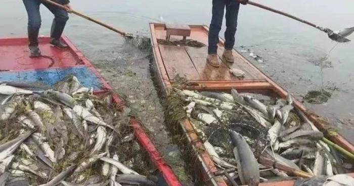 ทำบุญปล่อยปลา