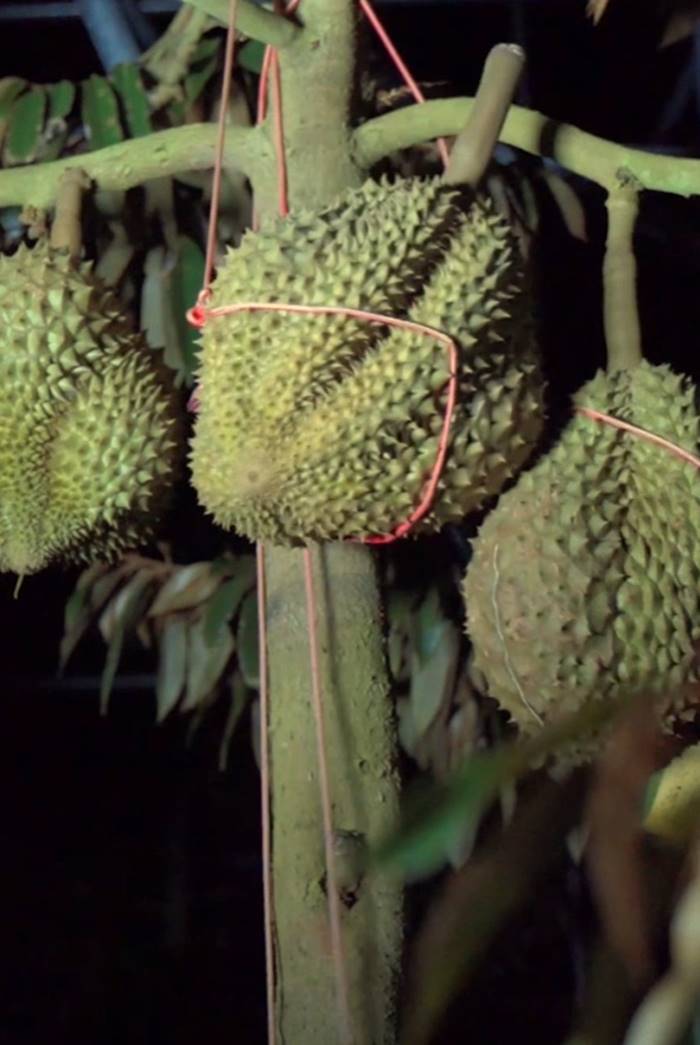 ทุเรียนจีน