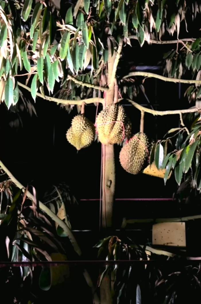 ทุเรียนจีน