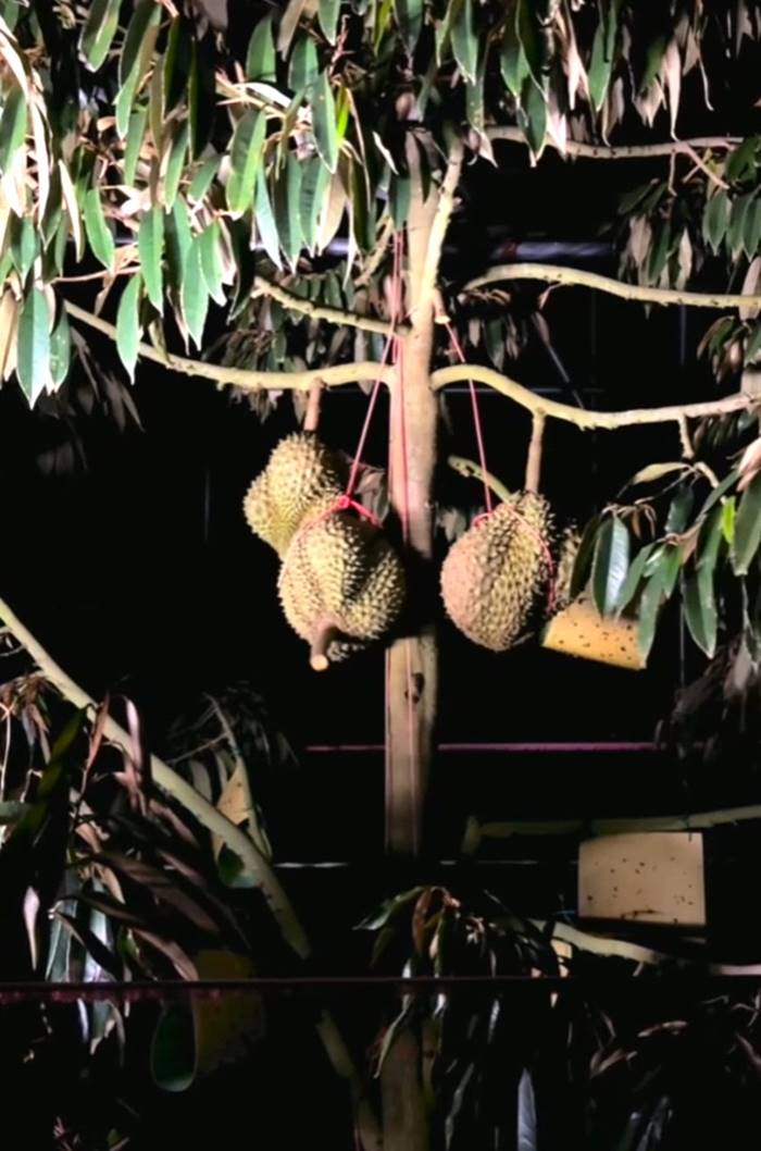 ทุเรียนจีน