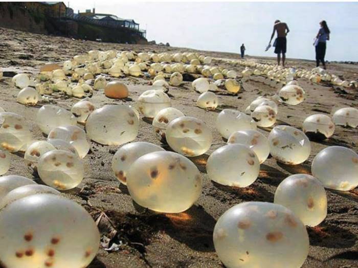 ไข่ประหลาด