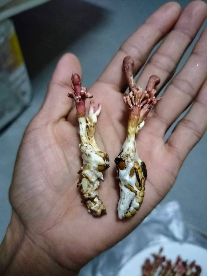 ว่านจักจั่น