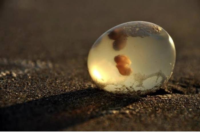 ไข่ประหลาด